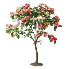 beautiful hibiscus tree with colorful flowers on branches