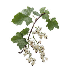 Fresh White Currants on Vine with Green Leaves Isolated on White Background