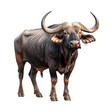 Majestic wildlife buffalo african savanna animal photography natural habitat close-up wildlife conservation awareness