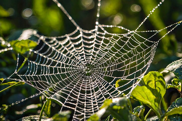 spider web with dew drops
