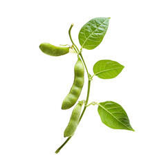 Wall Mural - soybean advertisement isolated on white background full depth of field