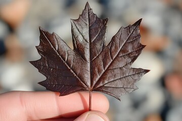 A close-up of a brown maple leaf held gently between two fingers, with soft sunlight filtering through.