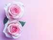 © Photo Graphic Stock - Two pastel pink roses on soft gradient background evoke elegance and romance blank background space for text