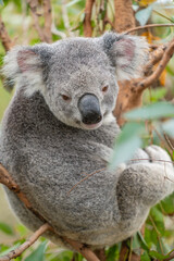 Vertical photo of koala on tree