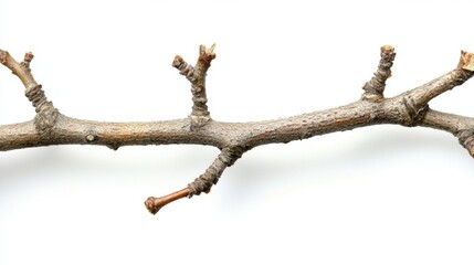 Close-Up of a Dry Tree Branch with Twigs on White Background