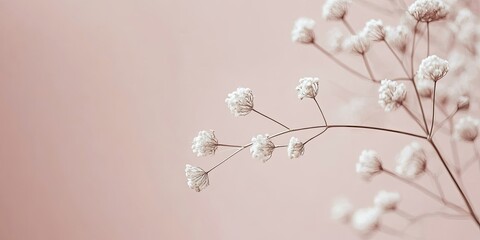 Sticker - Delicate Gypsophila flower branch on the left with soft pink background showcasing tenderness and ample copy space for text and design.