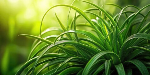 Wall Mural - Vibrant green Tillandsia usneoides illuminated by soft light rays with long, sweeping leaves in sharp focus against a blurred green background