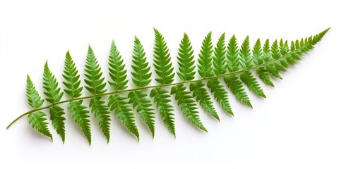 Wall Mural - Vibrant green fern leaf with intricate leaflets laid flat against a clean white background, showcasing natural details and textures prominently.