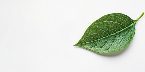 Wall Mural - Isolated green leaf with intricate veins positioned on the right side against a smooth white backdrop highlighting its vibrant color and texture.