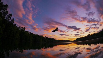 Fototapete - Majestic eagle gliding over calm lake during vibrant sunset with colorful clouds reflecting on water