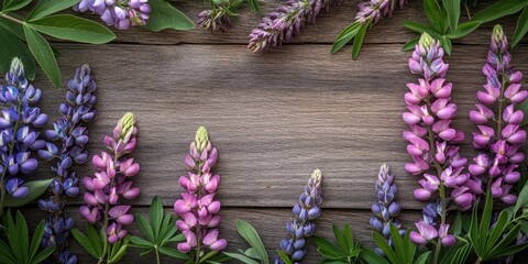 Wall Mural - Vibrant pink and purple lupine blossoms arranged around a rustic wooden background with green leaves creating a natural frame and contrast.