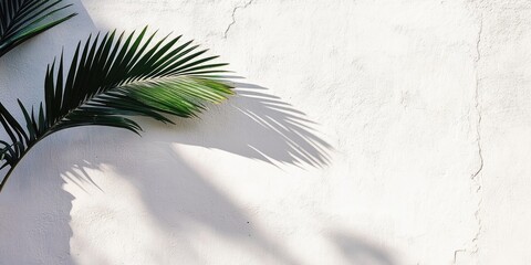 Canvas Print - Palm leaf shadow creating intricate patterns on a textured white wall with vibrant green leaves positioned on the left side of the image.