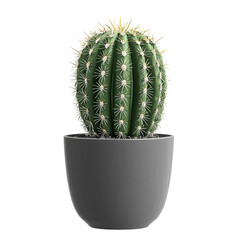 Wall Mural - cacti in gray flowerpot on isolated transparent  background, side view