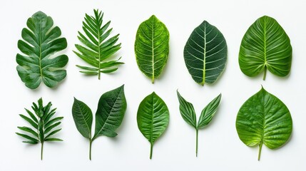 Wall Mural - set of green leaves