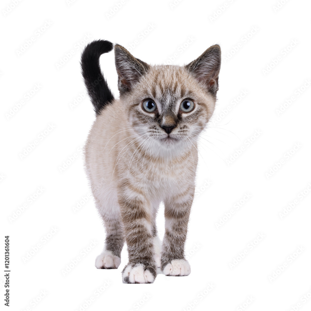 Cute house cat kitten, with tabby point pattern, standing up facing ...