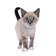 Wall Mural - Cute house cat kitten, with tabby point pattern, standing up facing front. Looking to camera with a lot of attitude. Isolated cutout on a transparent background.