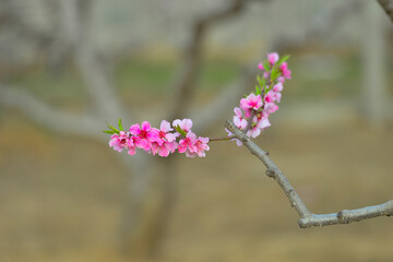 Wall Mural - In full bloom in the peach blossom