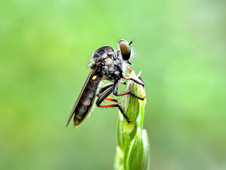 Robber flies perch on wooden branches, robber flies (Ommatius)