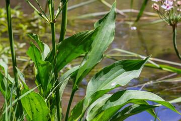 Phreatophyte. American water plantain Alisma plantago-aquatica in swampy-forest river water. Northeast Europe grow on river bank washed away by current, spring water erosion