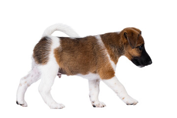 Leinwandbilder - Cute white with brown Smooth Fox Terrier dog pup, walking side ways. Looking side ways away from camera. Isolated cutout on a transparent background.