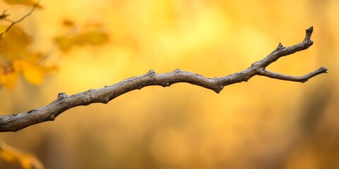 Poster - Dry branch and stick set against an autumn background create a picturesque scene. The dry branch and stick exemplify the beauty of autumn, showcasing nature s serene transition.