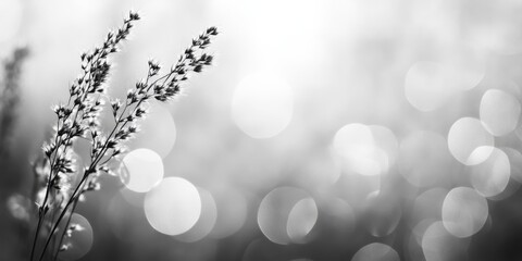 Leinwandbilder - Black and white bokeh creates an enchanting out of focus background, emphasizing the beauty of nature through its dreamy, blurred details that evoke a sense of serenity and calm.