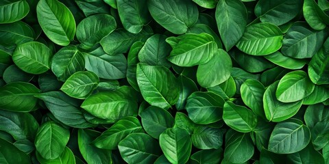 Aufkleber - Vibrant fresh green leaf patterns create a captivating background, showcasing the beauty of nature with stunning fresh green leaves. Perfect for highlighting the essence of fresh greenery.