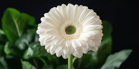 Poster - Stunning white gerbera flower showcasing its beauty, the white gerbera flower stands out with its vibrant petals and exquisite detail, making the white gerbera flower a true natural delight.