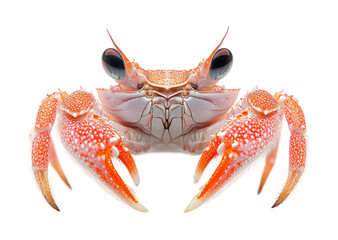 Red crab close-up on high-fidelity studio environment marine life isolated on transparent background png