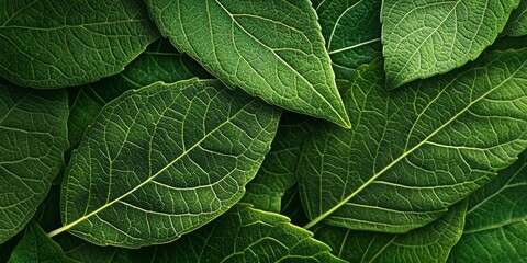 Poster - Close up view of green leaf texture, showcasing intricate patterns and details, perfect for nature backgrounds and designs focusing on the beauty of green leaf texture.