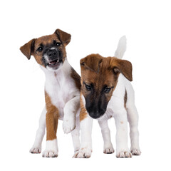 Poster - Two naughty smooth fox terrier dog puppies playing. Isolated cutout on a transparent background.