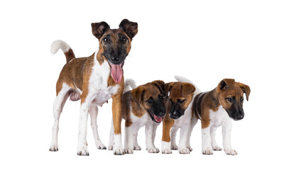 Leinwandbilder - Proud nursing Smooth fox terrier dog, showing of her puppies. Looking straight to camera. Mouth open showing tongue. Isolated cutout on a transparent background.