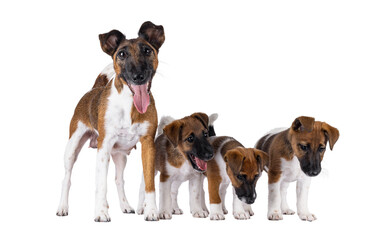 Leinwandbilder - Proud nursing Smooth fox terrier dog, showing of her puppies. Looking straight to camera. Mouth open showing tongue. Isolated cutout on a transparent background.