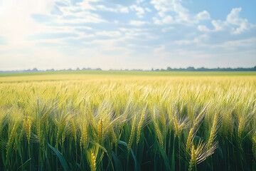 Wall Mural - Rural landscape, banner - field of young wheat in the rays of the summer sun on a hot day