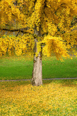 Ginkgo tree displays vibrant yellow foliage in an autumnal park setting. Fallen leaves carpet the ground