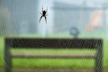 A spider sits in the center of its intricate web. Dew drops glisten on the delicate strands. A blurred park bench and green grass form the background.