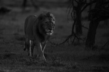 Poster - Mono lion walks past bushes at sunrise