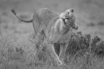 Poster - Mono lioness stands shaking head spraying water