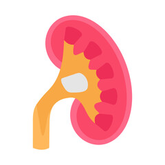 Wall Mural - renal pelvis flat icons, vector illustration