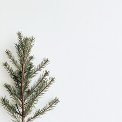 Poster - christmas tree branch