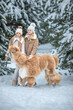 © Светлана  - A teenage girls in warm winter clothes playing with alpaca and llama in winter forest