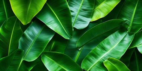 Aufkleber - Abstract background featuring vibrant green banana leaves, perfect for design purposes. This banana leaf background offers a fresh and natural aesthetic suitable for creative projects.