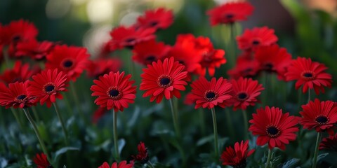 Aufkleber - Vibrant red daisies adorned the blooming garden, showcasing the beauty of nature. The stunning red daisies create a cheerful atmosphere, inviting joy and warmth to any outdoor setting.