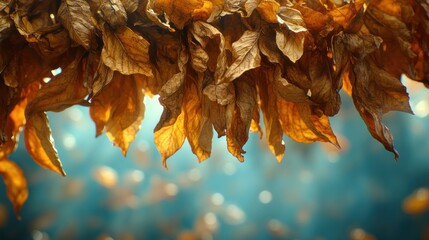 Poster - Dried tobacco leaves hanging, autumnal colors.