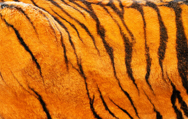 the tiger's fur is orange and black, with a striped pattern. the fur is soft and fluffy, giving the 