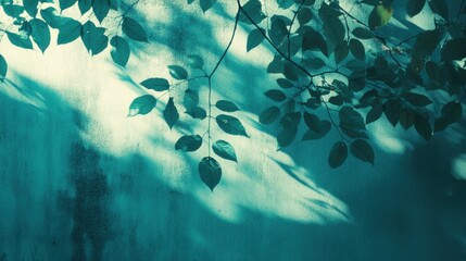 Wall Mural - Soft Light and Shadows of Leaves on Textured Turquoise Wall