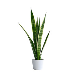 Wall Mural - Snake plant sansevieria trifasciata isolated