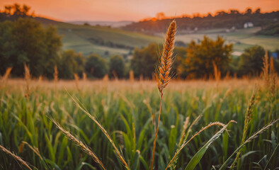 Poster - A tall stalk of grass is in the foreground of a field. The field is full of tall grass and the sun is setting in the background