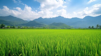 Rice field with lush green plants and mountains in the background. Showcasing the scenic beauty and agricultural harmony. Ideal for travel magazines and environmental documentaries.