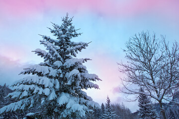 Wall Mural - winter landscape with snow-covered pine tree in the alps.